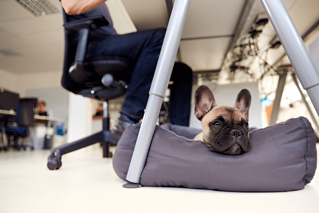 why does my dog lay under my desk
